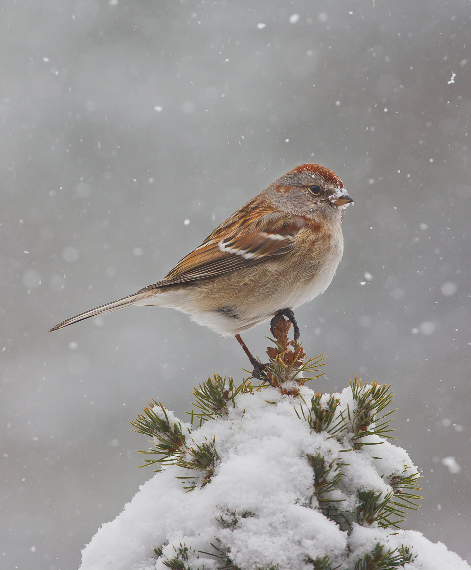 More Snow and Sparrows