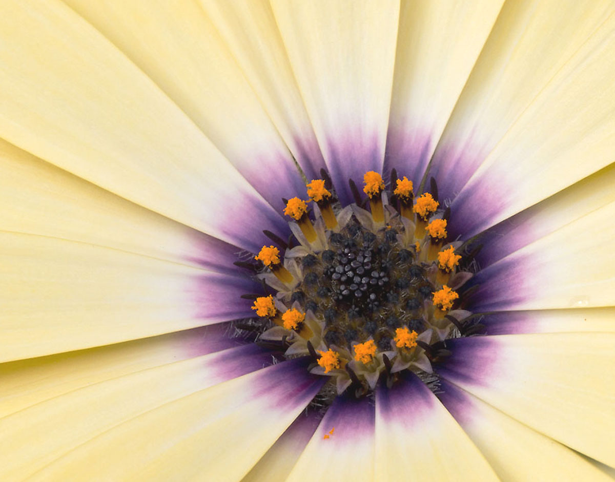 Osteospermum closeup