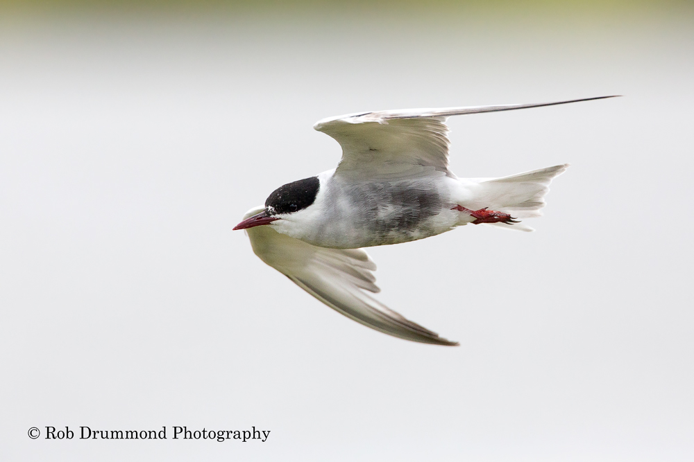 Whiskered Tern