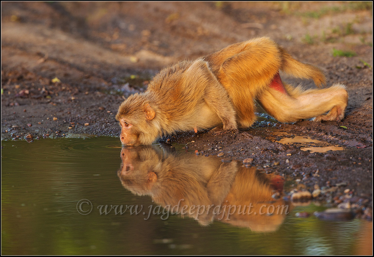 Rhesus Monkey