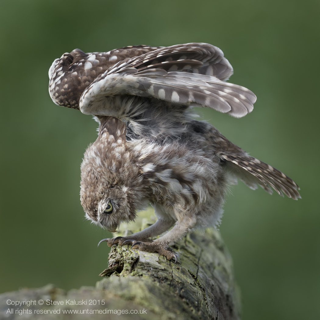 Flexing muscles - BIF!!