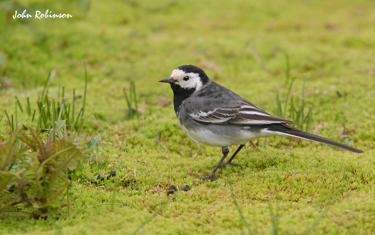 Trotty Wagtail