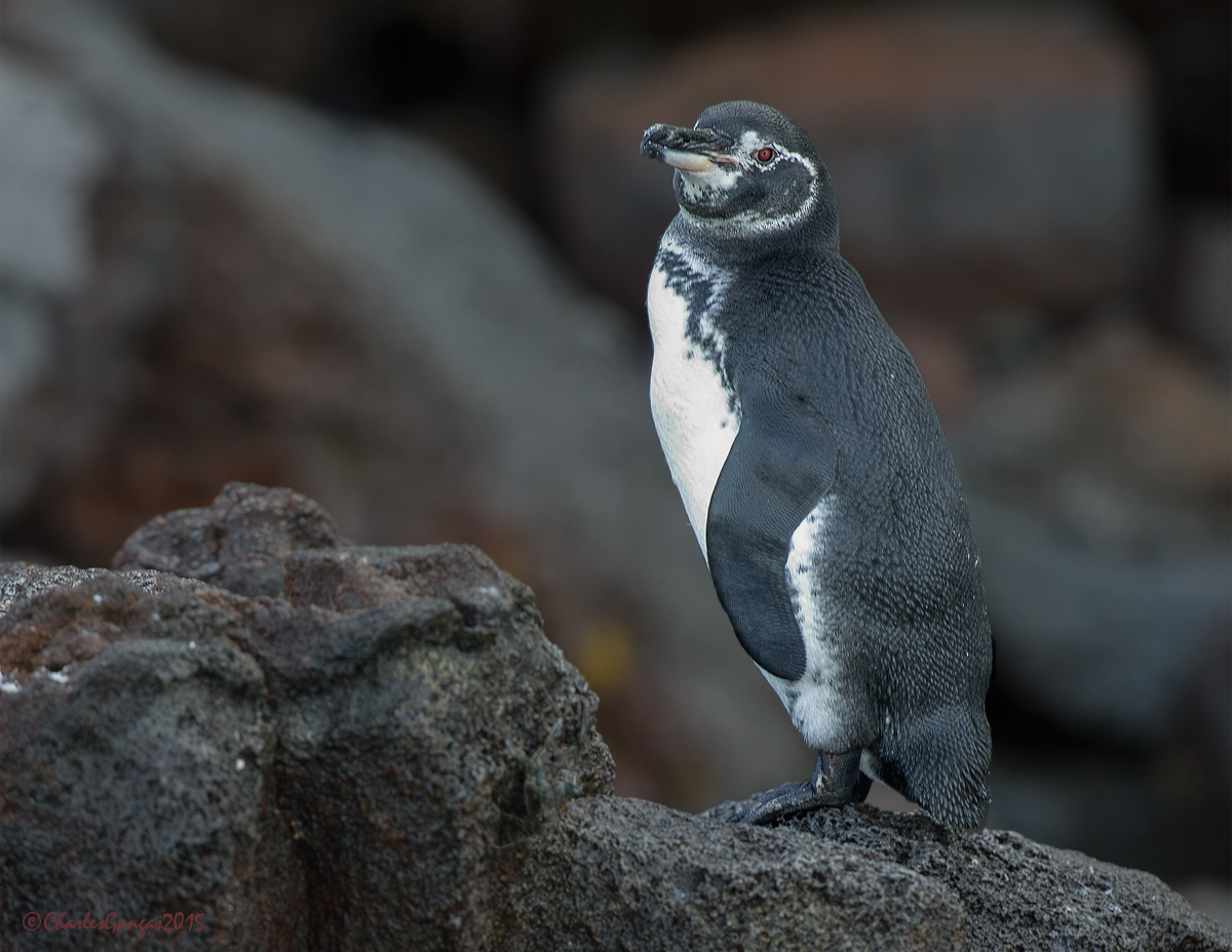 Galapagos Penguin