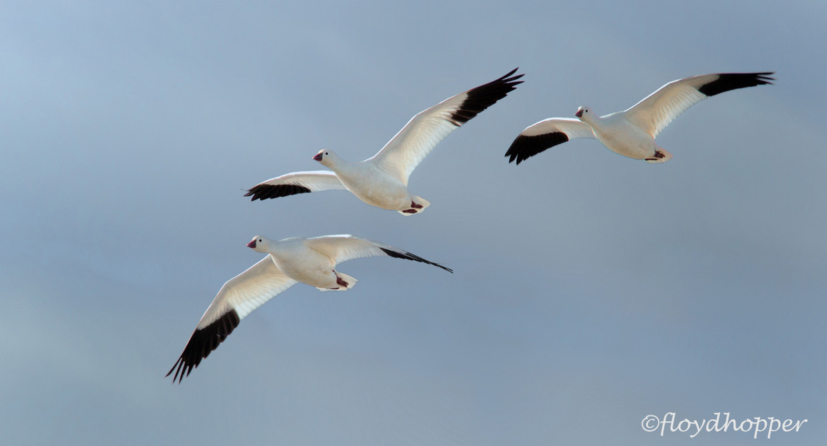 Ross's Geese Gliding to Land
