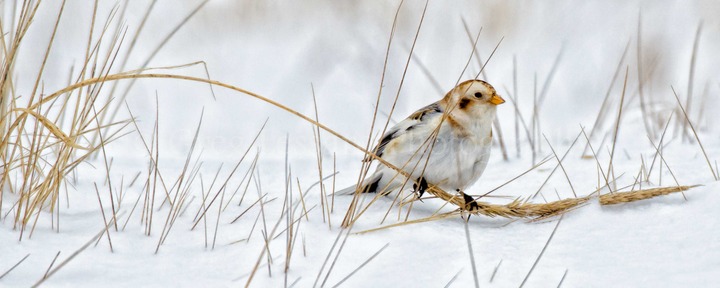 Snow Bunting in theGrass
