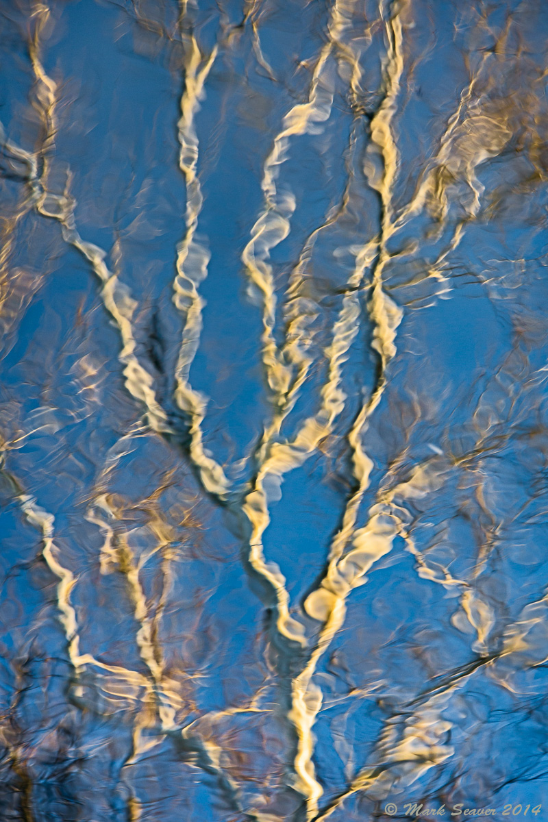 Rippled Sycamore