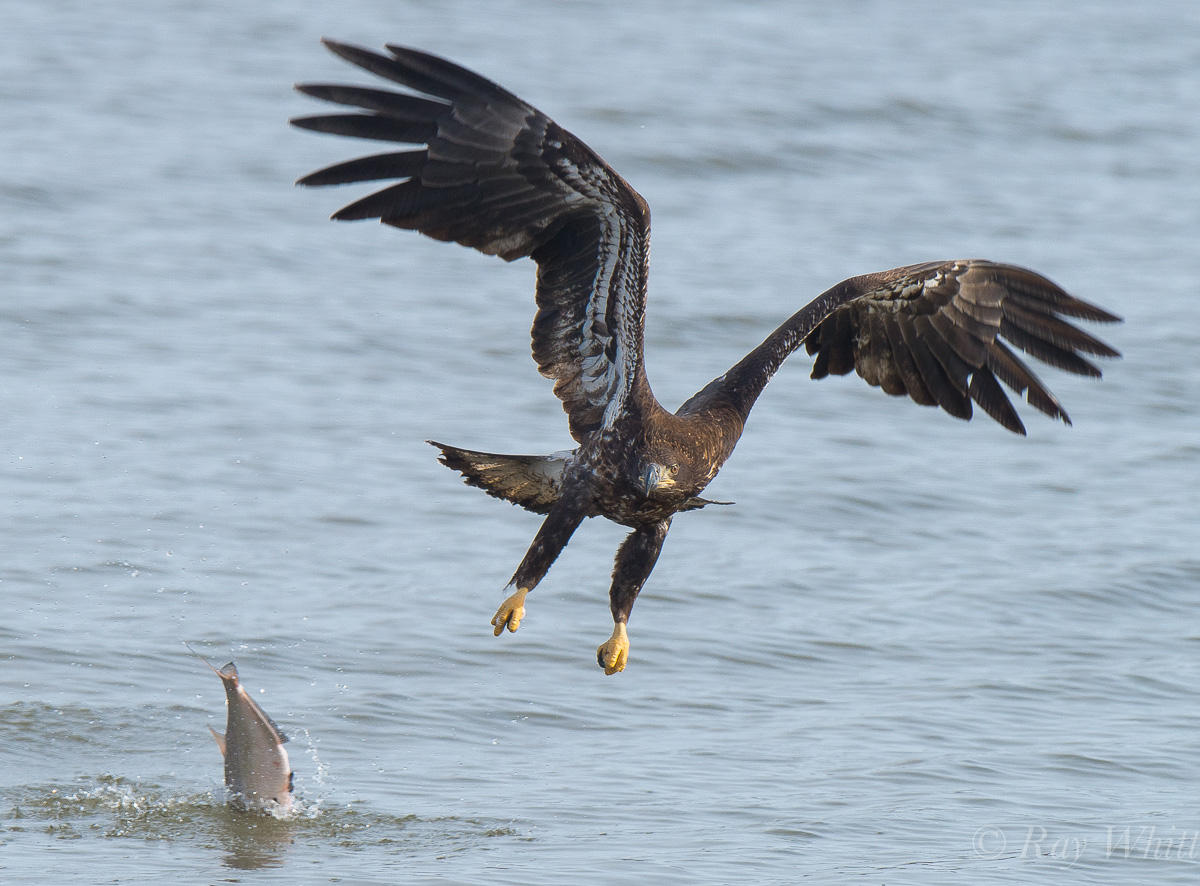 Juvenile Bald Eagle