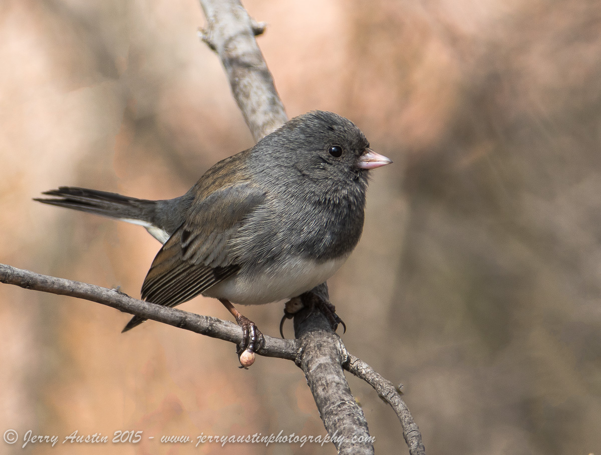 Dark-Eyed Junco