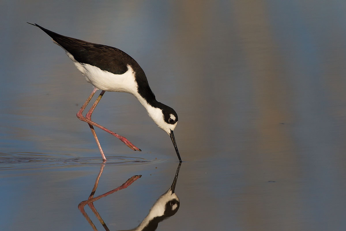 Feeding Stilt