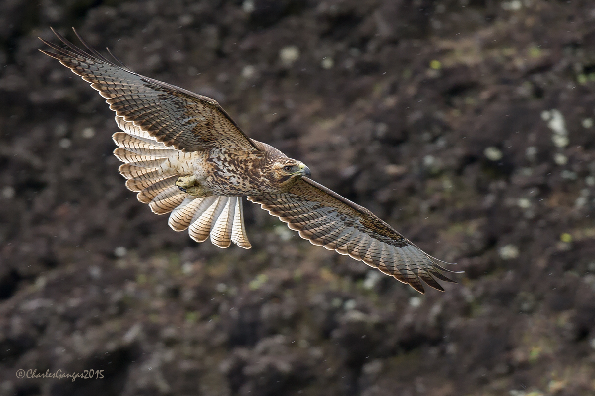 Galapagos Hawk_Imm