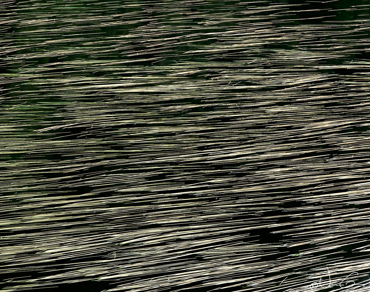 Pond Pattern