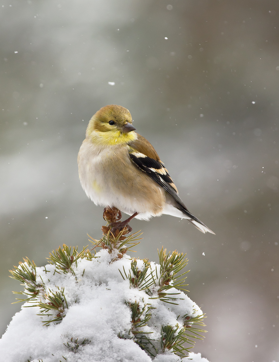 Snowy Goldfinch