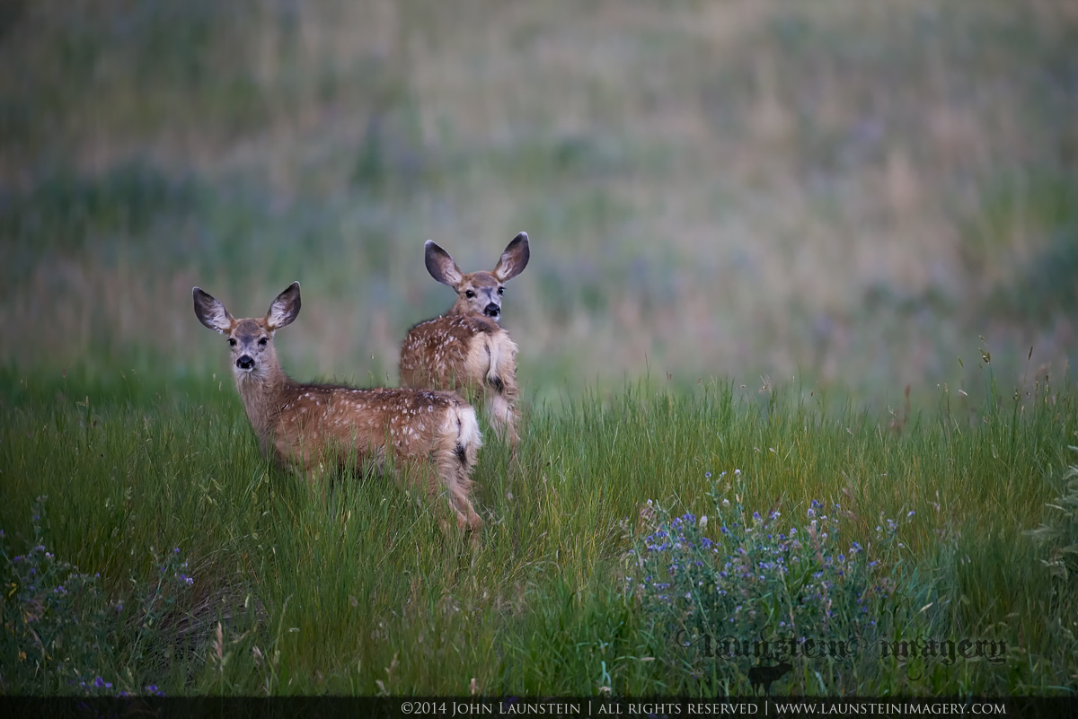 Of Muleys and Porcupines