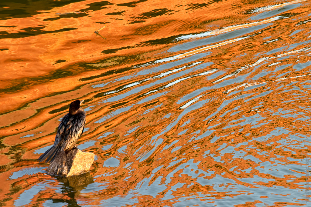 Reflections