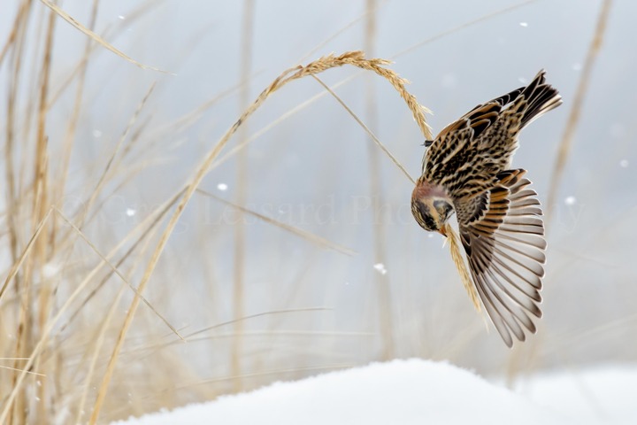 AcrobaticLaplandLongspur