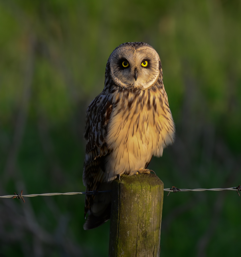 Short Eared owl