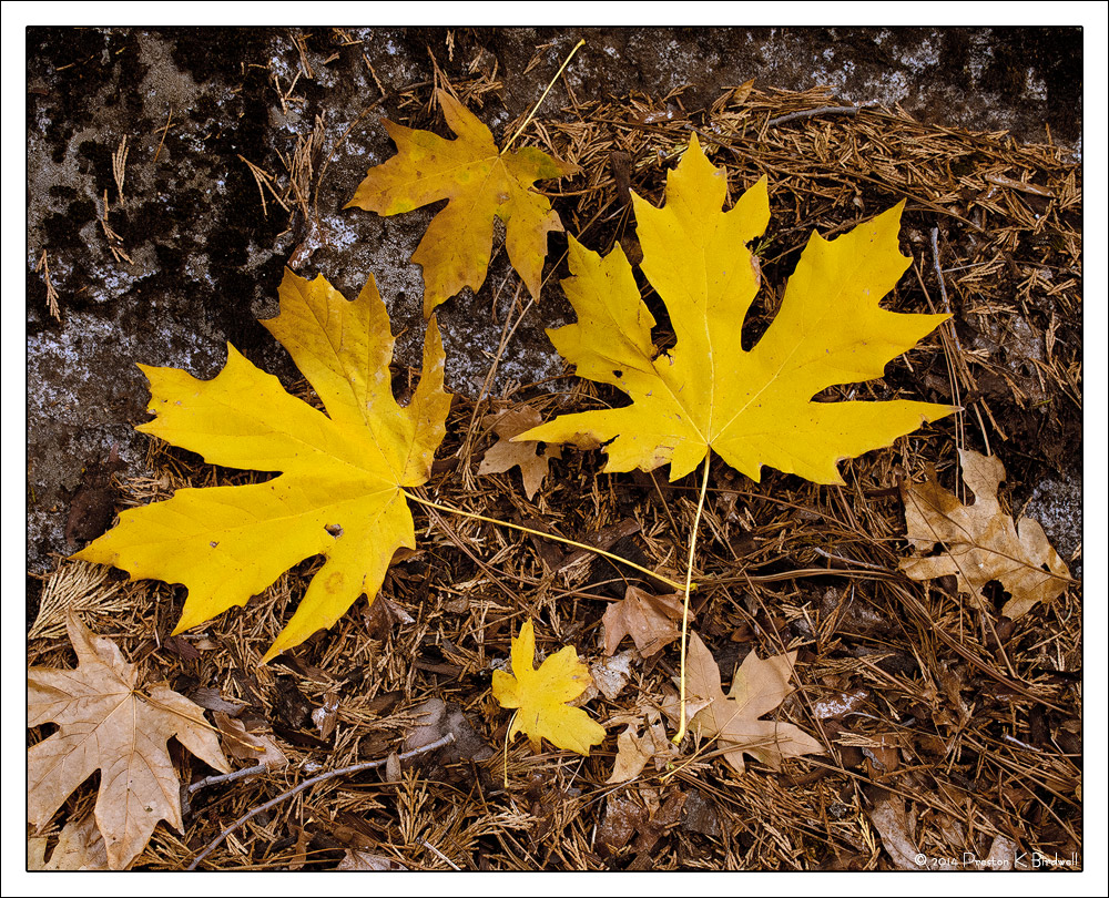 Mellow Yellows