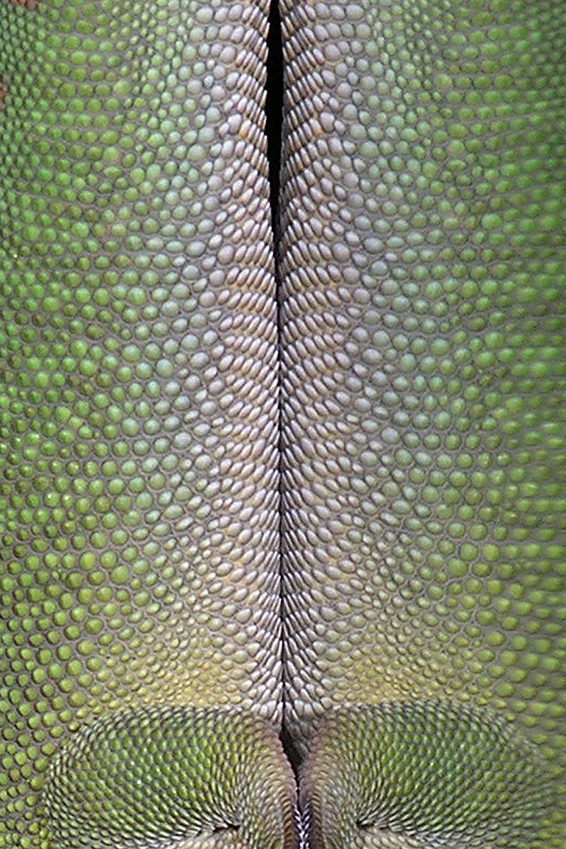 day gecko up close 672