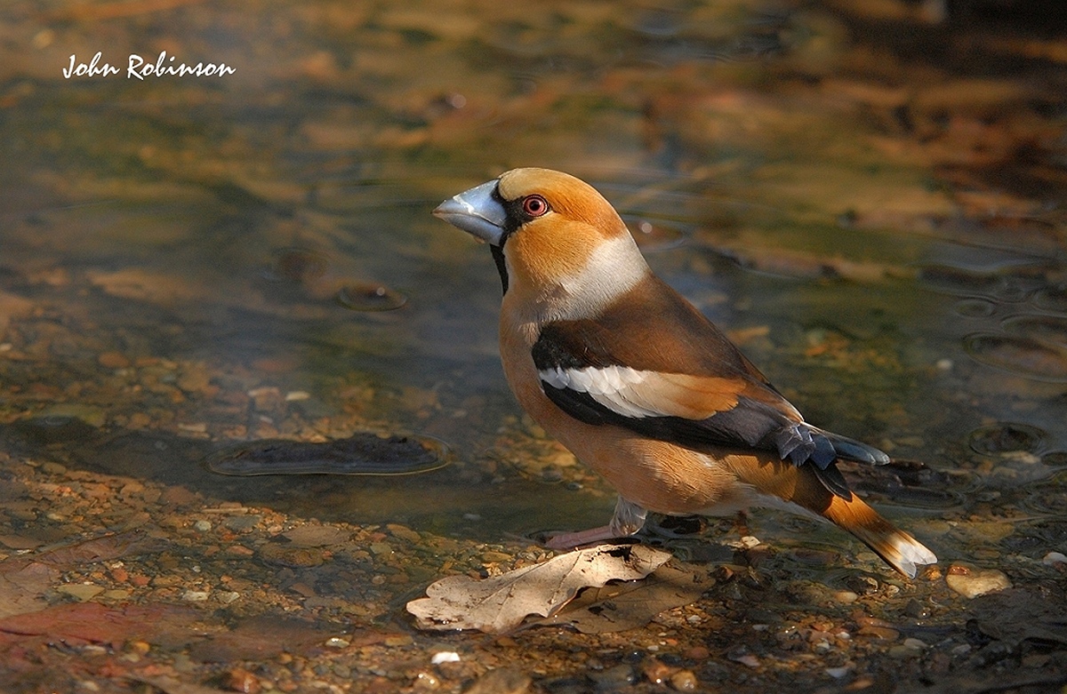 Hawfinch