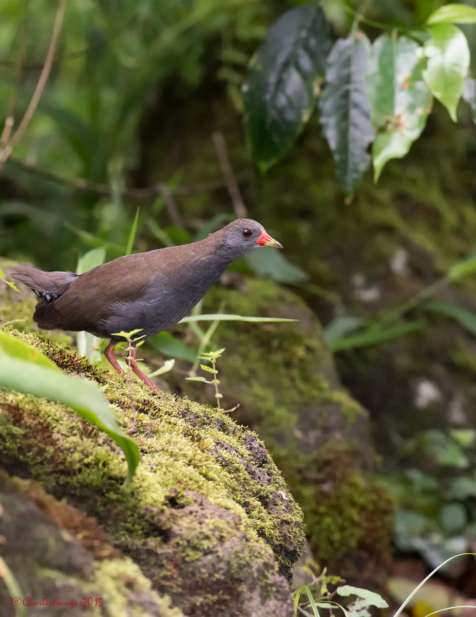 Paint-billed Crake