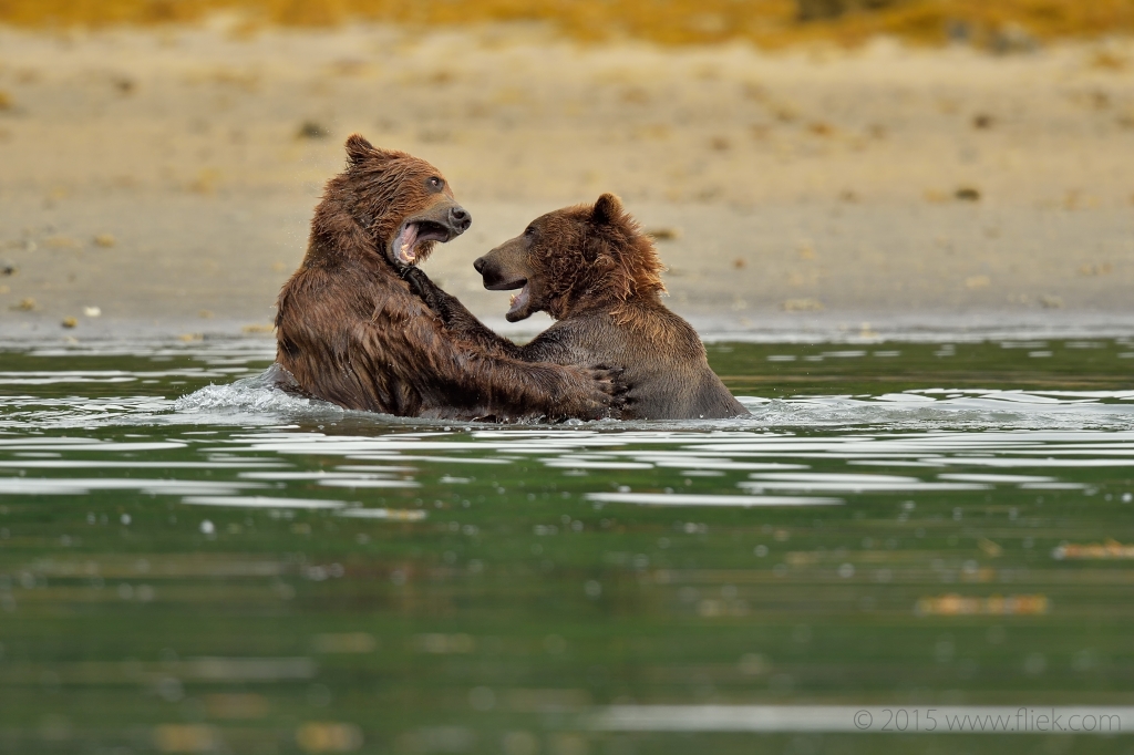 Early morning wrestle
