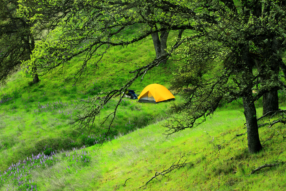 Dreams of a Green Spring