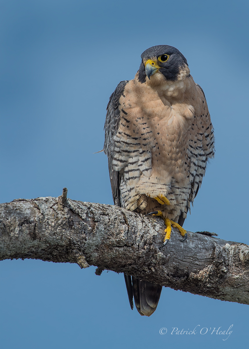 Male Peregrine Falcon