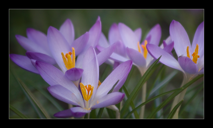 First Crocuses + RP