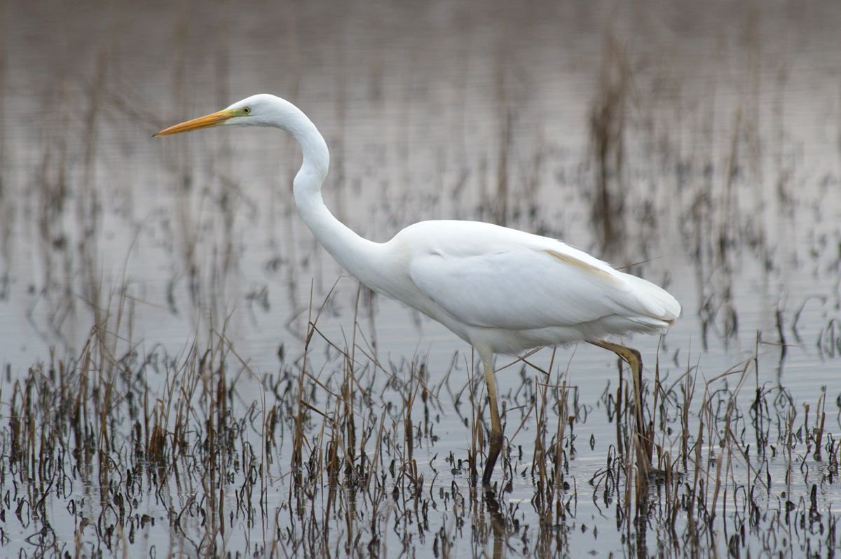 Marsh Hurrier