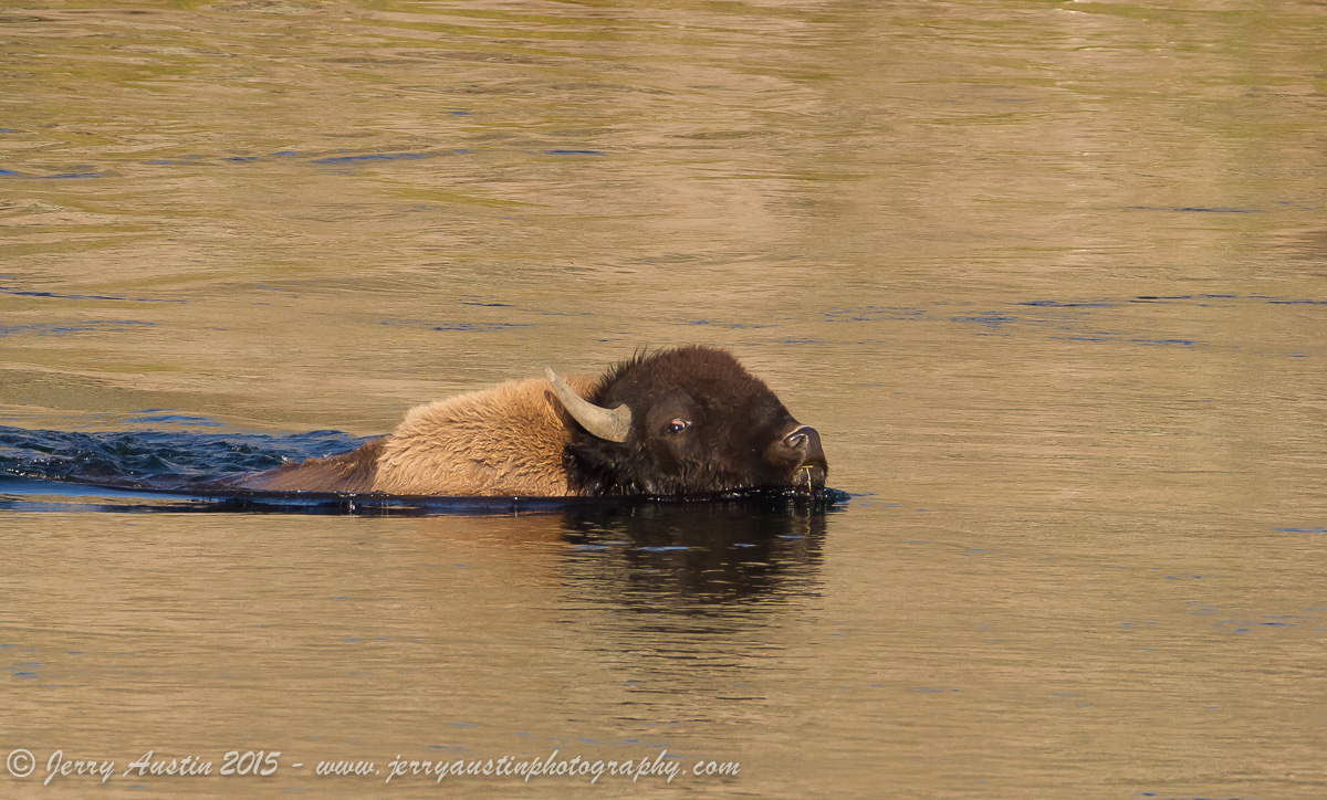 Bison River Crossing