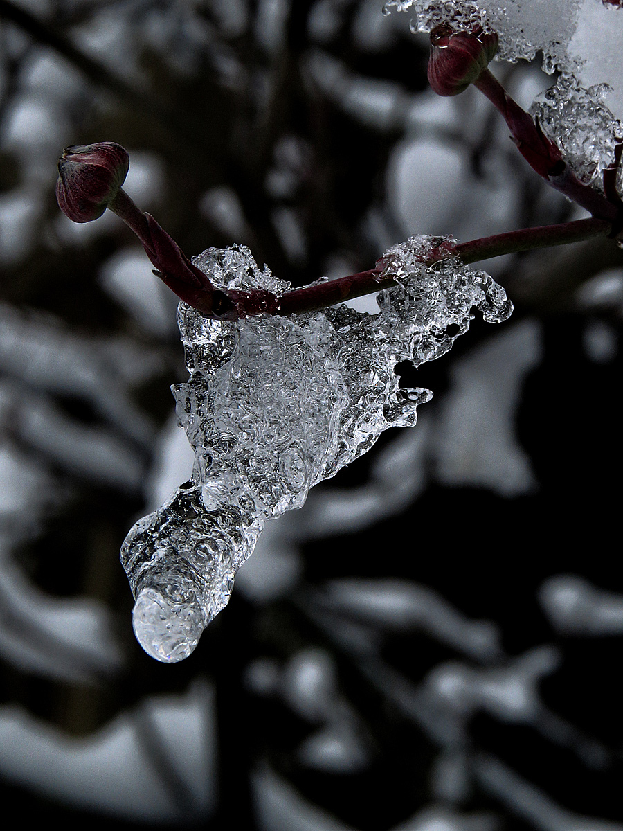 Icicle and bud  673