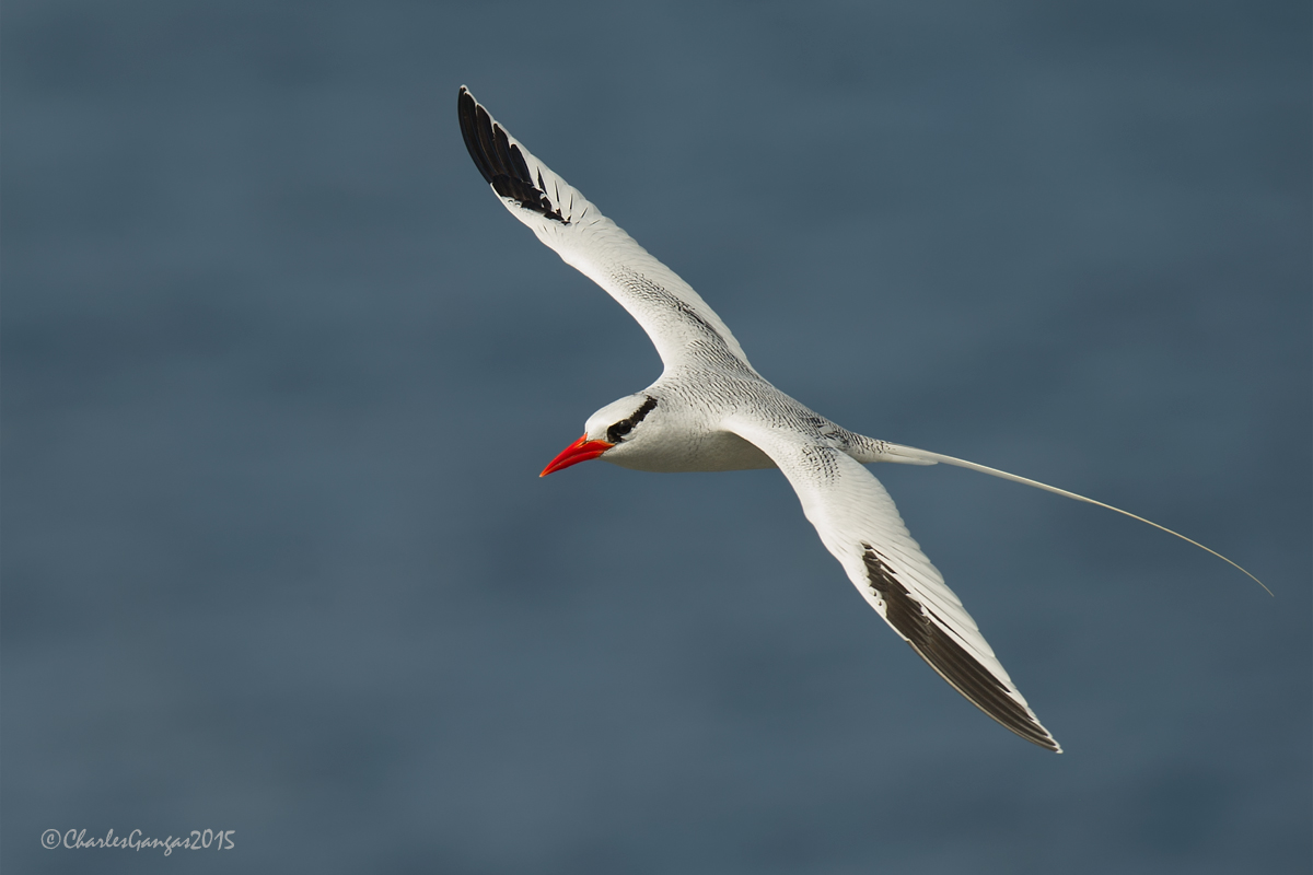 Red-billed Tropicbird