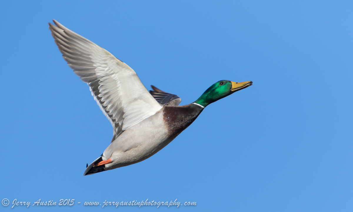 Mallard Ascending