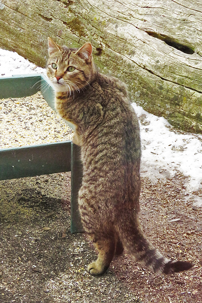 Feral or abandoned?