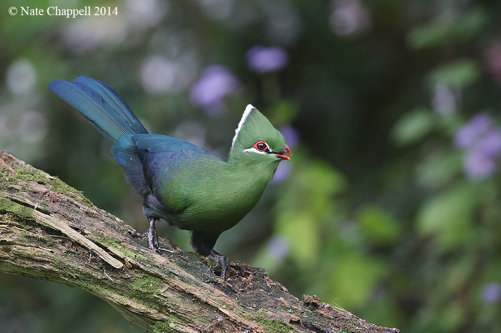 Knysna Turaco