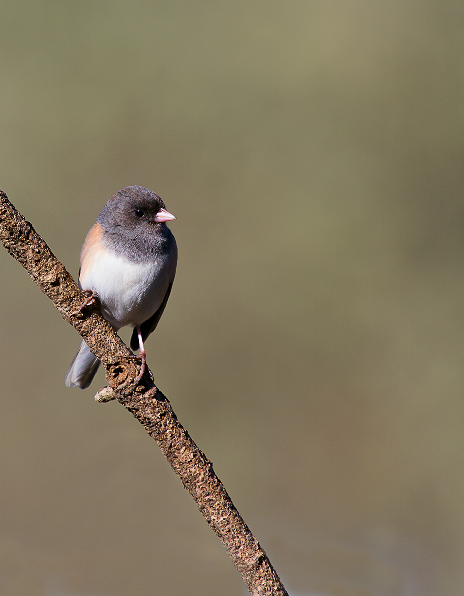 Dark-eyed Junco