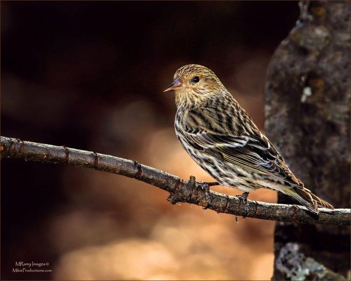 Pine Siskin