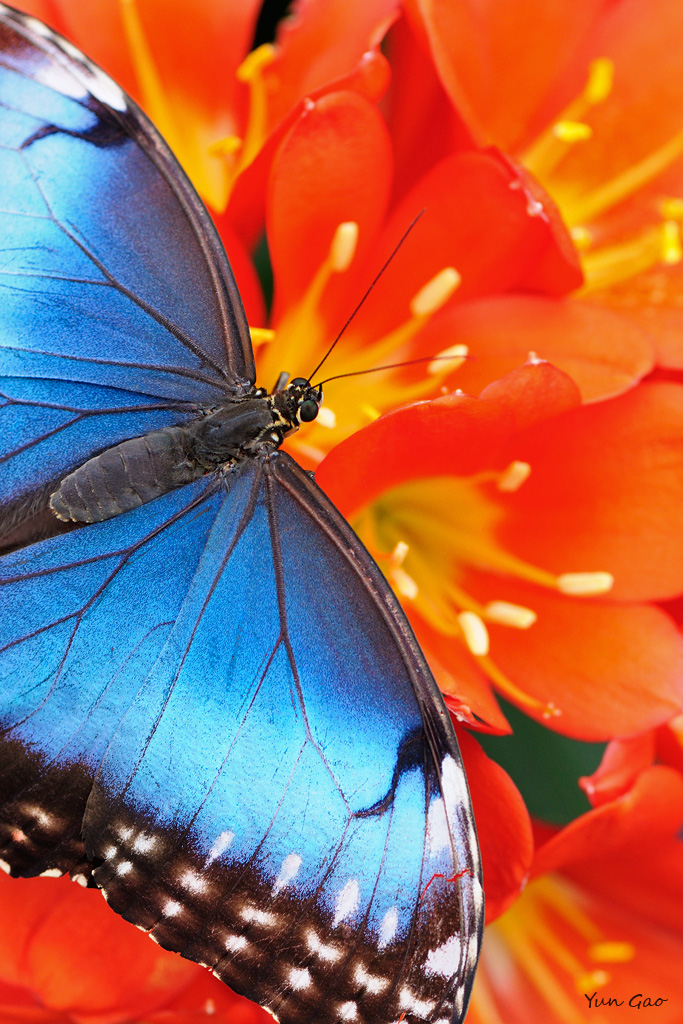 Blue wings