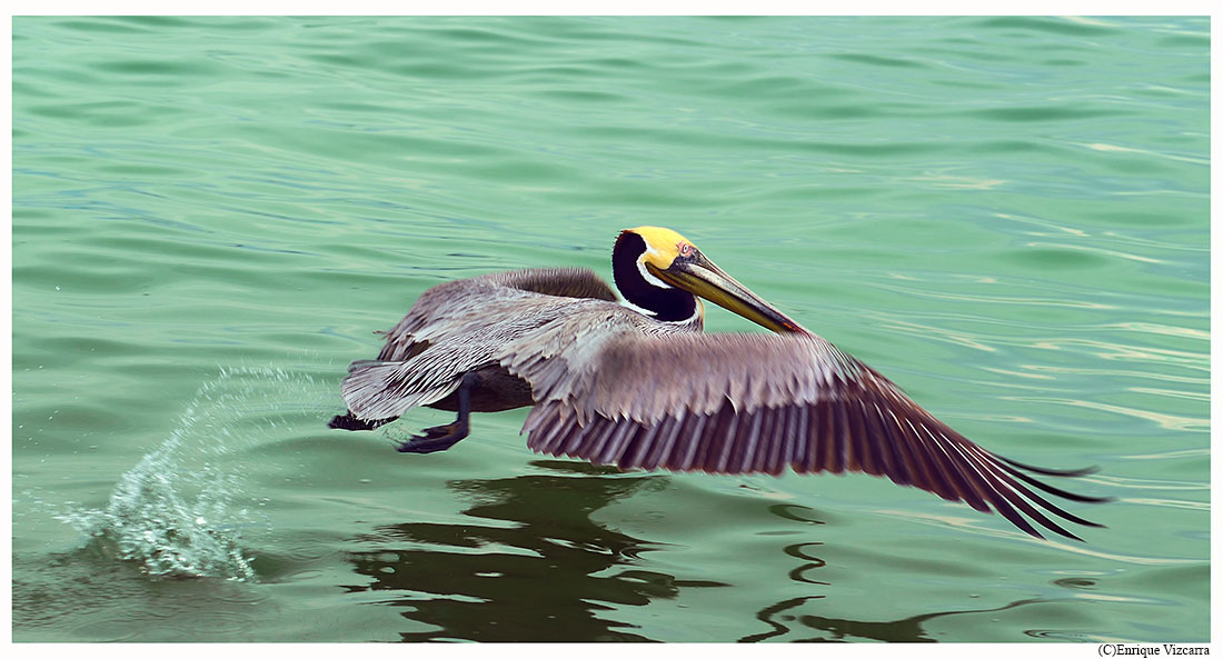 low-flying pelican