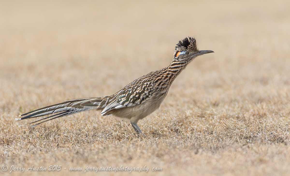 Alert Roadrunner