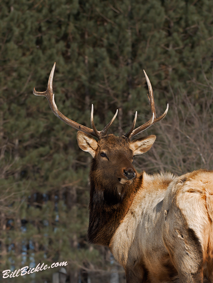 Wild Bull Elk   Portrait