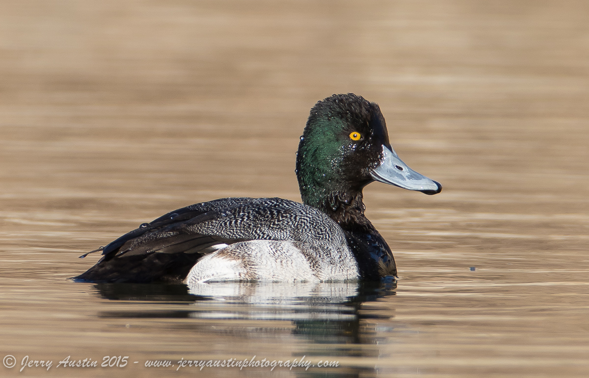 Handsome Lesser Scaup