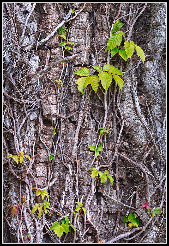 Vines & Poison Ivy