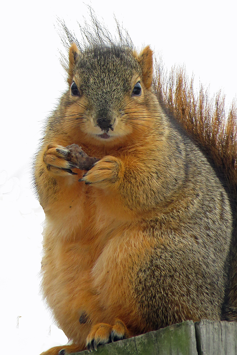 Fox squirrel