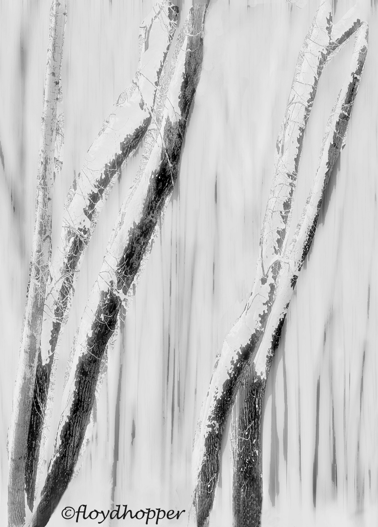 Winter Trees Abstract