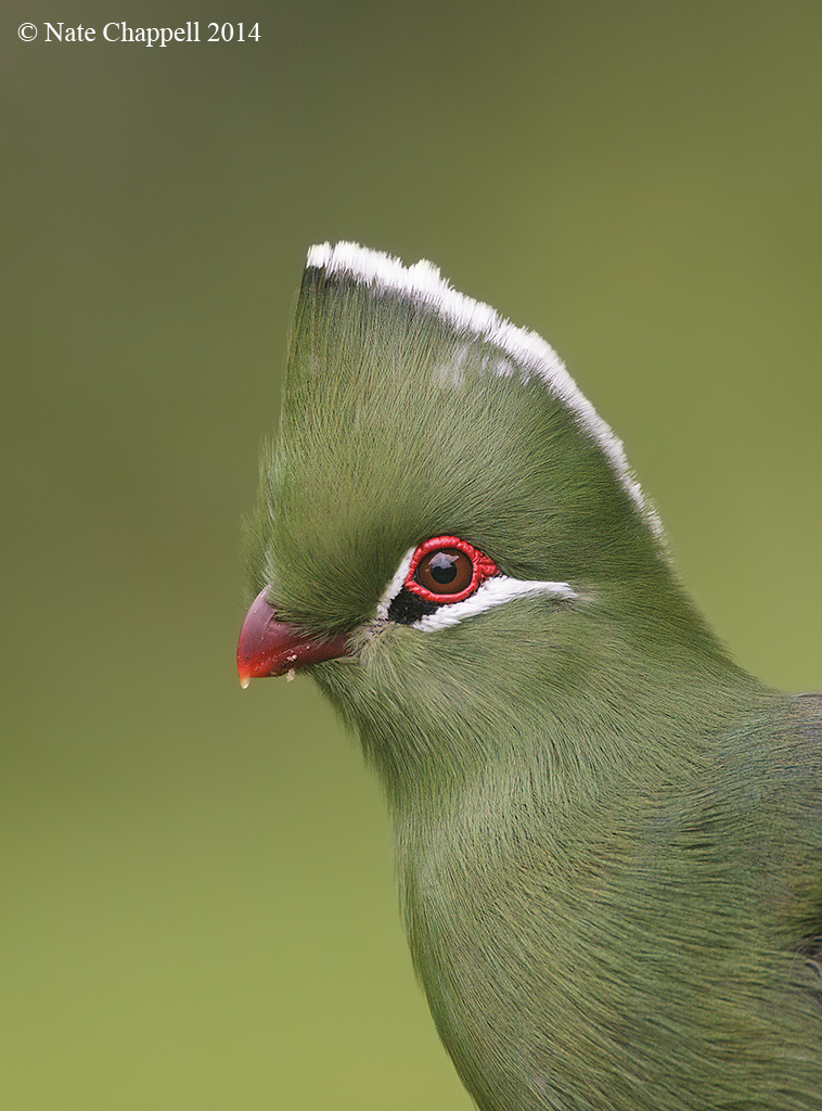 Knynsa Turaco Portrait