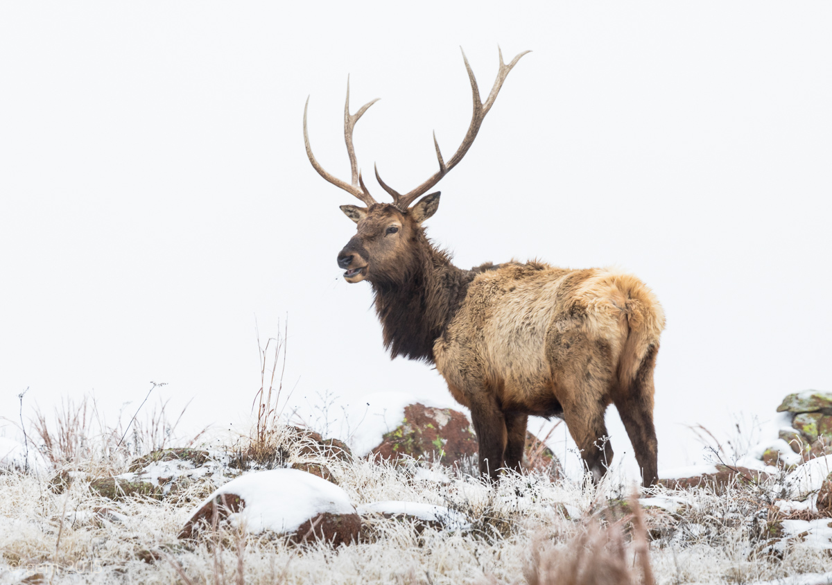 Oklahoma Elk