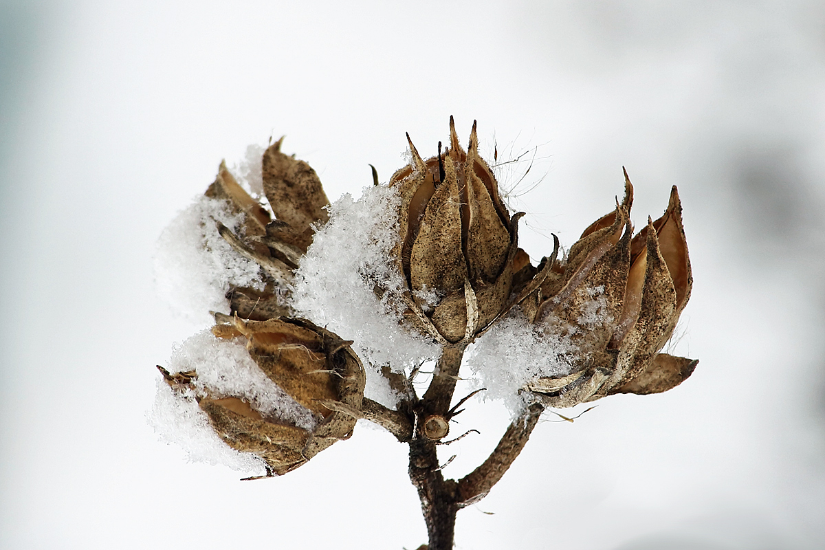 Seed pod