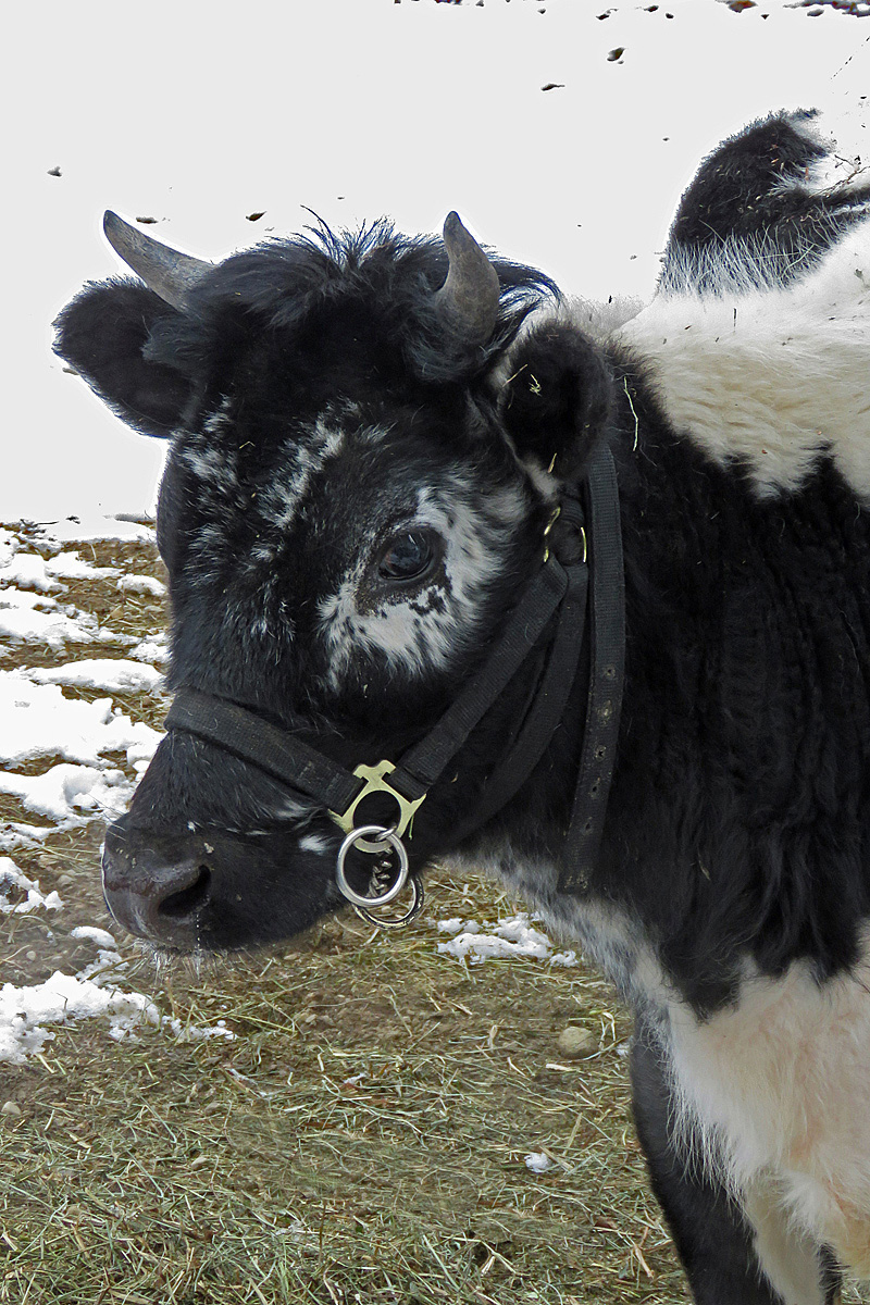 Line back cow