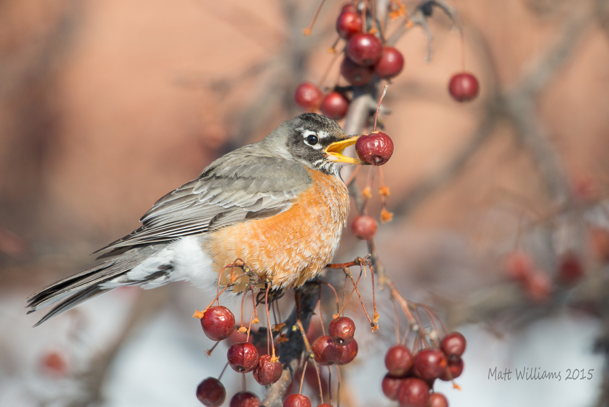 American Robin